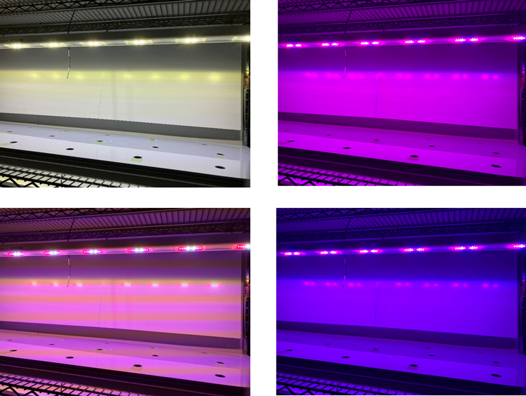 調光調色システムによる 発光色の設定例。各発光色の出力調整が可能です。