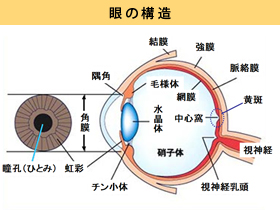 カメラ 眼 コレクション